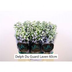  Delphinium El Guard Laven (5 dal)