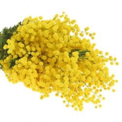  İthal Acacia Mimosa (55cm-1 Demet)