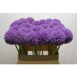  İthal Allium Ambassador (5 dal-90 cm)