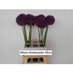  İthal Allium Ambassador (5 dal-95 cm)