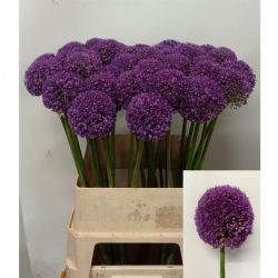  İthal Allium Giganteum (5 dal-80cm)