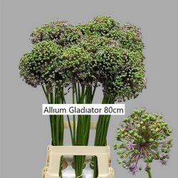  İthal Allium Gladiator (10 dal-80 cm)