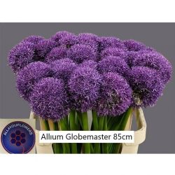  İthal Allium Globemaster (5 dal-85cm)