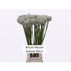  İthal Allium Mount Everest (10 dal-90 cm)