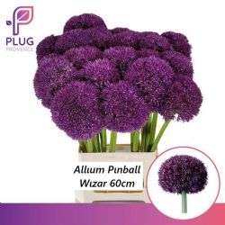  İthal Allium Pinball Wizar (10 dal-60 cm)