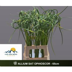  İthal Allium Sat Ophıoscor (10 dal-65 cm)