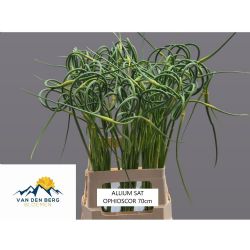  İthal Allium Sat Ophıoscor (10 dal-70 cm)