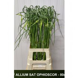  İthal Allium Sat Ophıoscor (10 dal-80 cm)