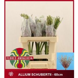  İthal Allium Schubertii (3 dal-60 cm)