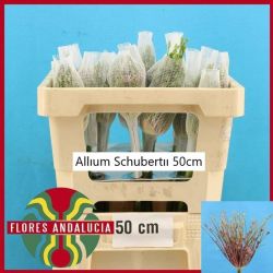 İthal Allium Schubertii (6 dal-50 cm)