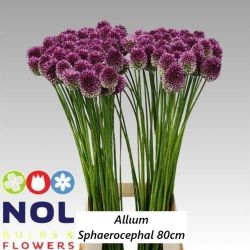  İthal Allium Sphaerocephal (10 dal-80 cm)