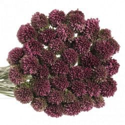  İthal Allium Sphaerocephal (10dal-80cm)
