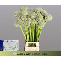  İthal Allium White Giant (10 dal-85 cm)