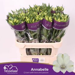  İthal Alstroemeria Annabelle (70cm-10dal)