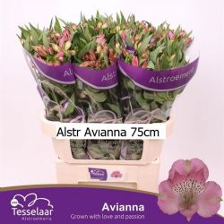  İthal Alstroemeria Avianna (75cm-10dal)
