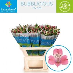  İthal Alstroemeria Bubblicious (10dal-75cm)