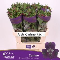  İthal Alstroemeria Carline (10dal-75cm)