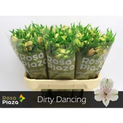  İthal Alstroemeria Dirty Dancing (10dal-75cm)
