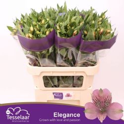 İthal Alstroemeria Elegance (75cm-10dal)