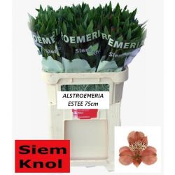  İthal Alstroemeria Estee (10dal-75cm)