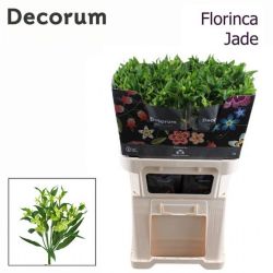  İthal Alstroemeria Jade (10dal-75cm)