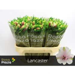  İthal Alstroemeria Lancaster (10dal-75cm)
