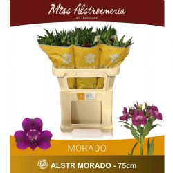  İthal Alstroemeria Morado (10dal-75cm)