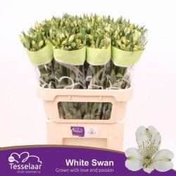  İthal Alstroemeria White Swaan (10dal-75cm)