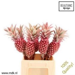  İthal Ananas (5 Dal-40 cm)