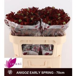  İthal Anigozanthos Early Spring (10dal-70 cm)