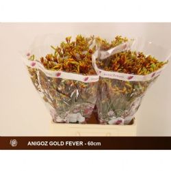  İthal Anigozanthos Gold Fever (20 dal-60 cm)