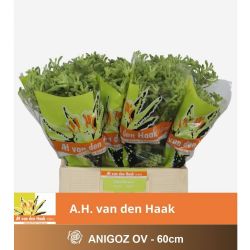  İthal Anigozanthos Overig (10 dal-60 cm)
