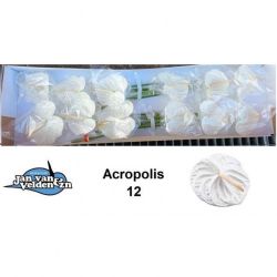  İthal Anthurium A Acropolis (12 Dal-45cm)