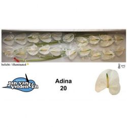  İthal Anthurium A Adina (20 Dal-50cm)