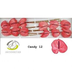  İthal Anthurium A Candy (12Dal)