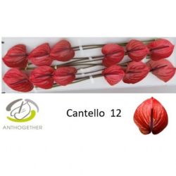  İthal Anthurium A Cantello (12 Dal)