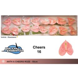  İthal Anthurium A Cheers (16Dal)