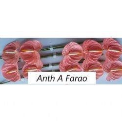  İthal Anthurium A Farao (10Dal)