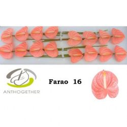  İthal Anthurium A Farao (16Dal)