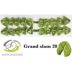  İthal Anthurium A Grand Slam (20Dal)