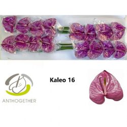  İthal Anthurium A Kaleo (16Dal)