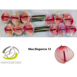  İthal Anthurium A Maxima Elegance (12Dal)
