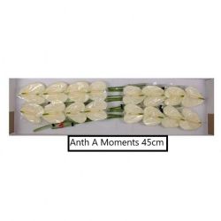  İthal Anthurium A Moments (16 Dal)