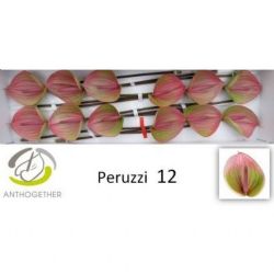  İthal Anthurium A Peruzzi (12Dal)