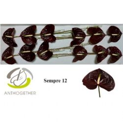  İthal Anthurium A Sempre (12Dal)