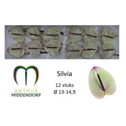  İthal Anthurium A Silvia (12Dal)