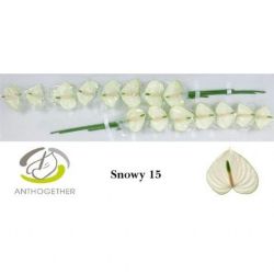  İthal Anthurium A Snowy Wit (15Dal)