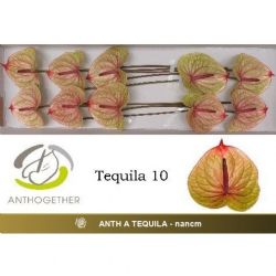  İthal Anthurium A Tequila (10Dal)