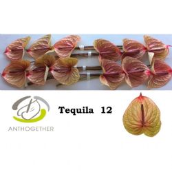 İthal Anthurium A Tequila (12Dal)