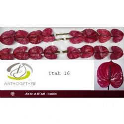  İthal Anthurium A Utah (16Dal) (MOR)